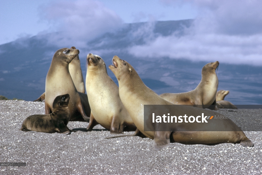 León marino de Galápagos (Zalophus wollebaeki) cachorro buscando madre entre vacas hostiles, Punta E