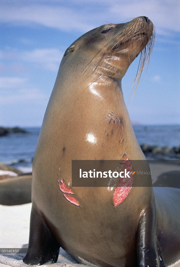 León marino de Galápagos (Zalophus wollebaeki) con mordedura de tiburón fresco, Mosquera isla, Galáp