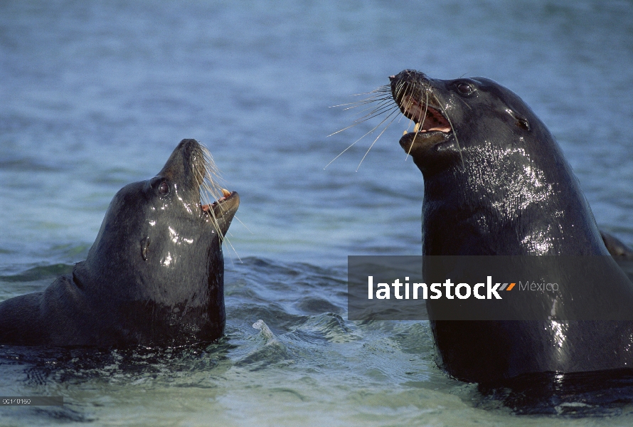 León marino de Galápagos (Zalophus wollebaeki) toros luchan por territorio, Mosquera isla, Galápagos