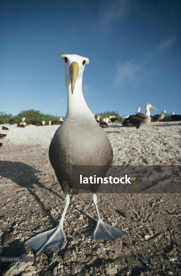 Agitaban Albatros de (Galápagos Phoebastria irrorata) no-criador en la playa, Punta Cevallos, isla d