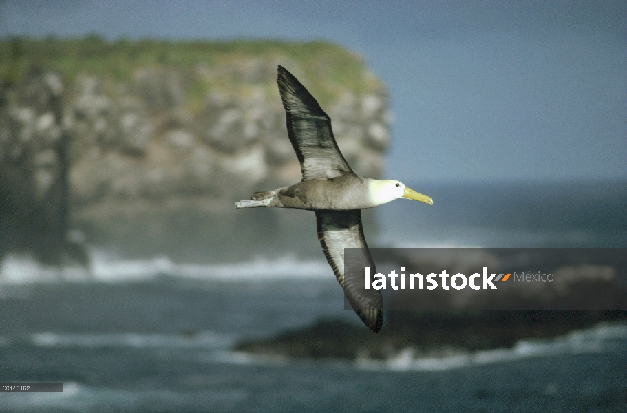 Agitaban Albatros de (Galápagos Phoebastria irrorata) volando sobre Colonia de nidos en los acantila