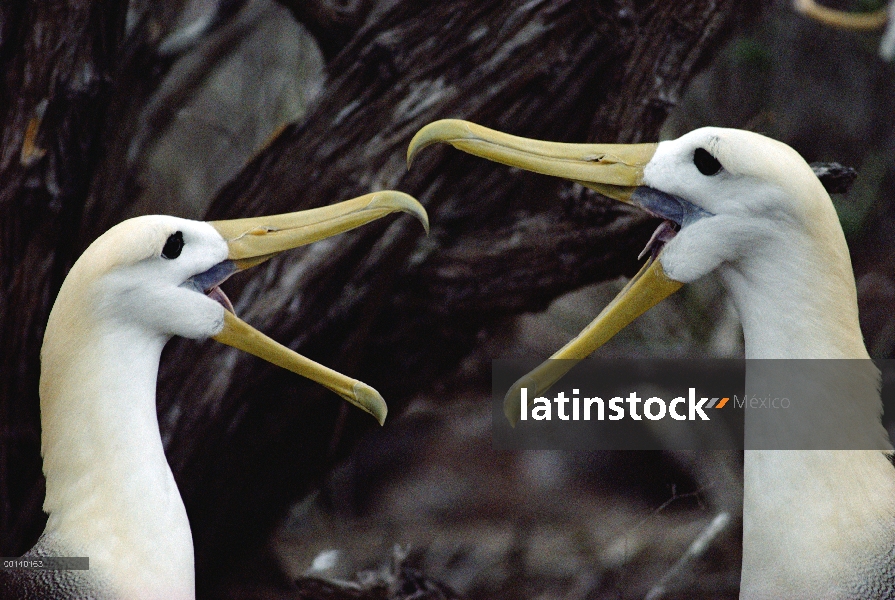 Agitaban Albatros de (Galápagos Phoebastria irrorata) Mostrar la pareja en el cortejo, Punta Suárez,