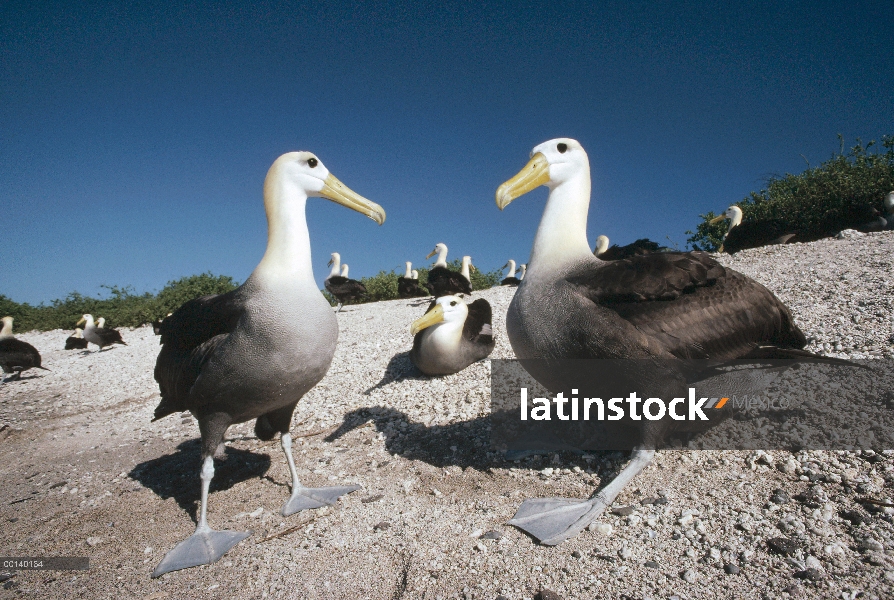 Saludó par de albatros de (Galápagos Phoebastria irrorata) en anidación motivos, campana isla, Galáp