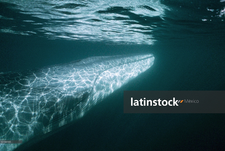 Adulto residente de rorcual (común Balaenoptera physalus) en el invierno alimentación, mar de Cortés