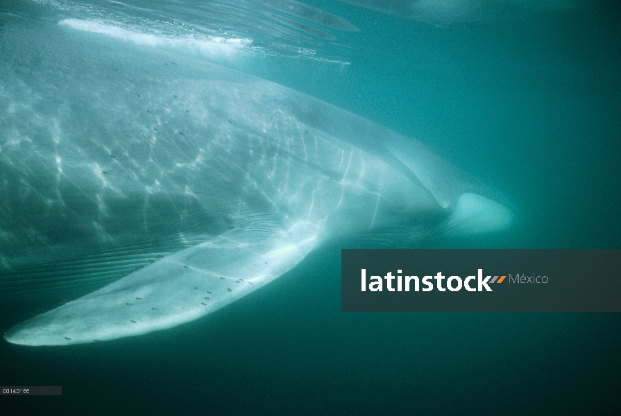 Adulto residente de rorcual (común Balaenoptera physalus) en el invierno alimentación, mar de Cortés