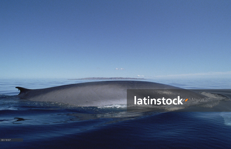 Adulto residente de rorcual (común Balaenoptera physalus) superficie en alimentación, mar de Cortés,