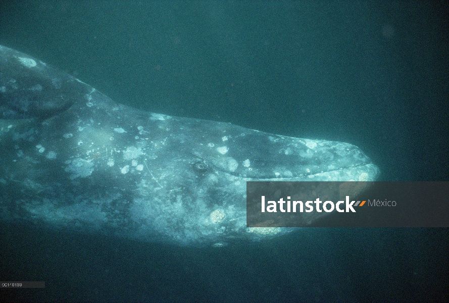 Ballena gris (Eschrichtius robustus) adulto curioso rodar sobre submarino para investigar el avistam