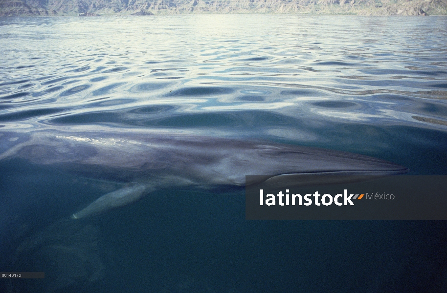 Ballena (Balaenoptera edeni) residente adulto de Bryde emergente en la alimentación de jardines, mar