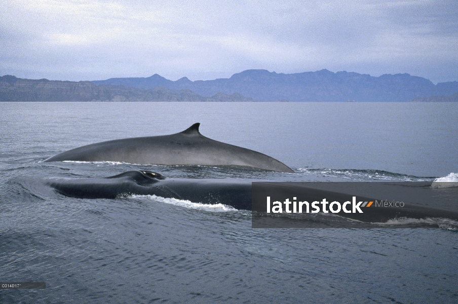 Adultos residentes de rorcual (común Balaenoptera physalus) superficie en invierno alimentación, mar