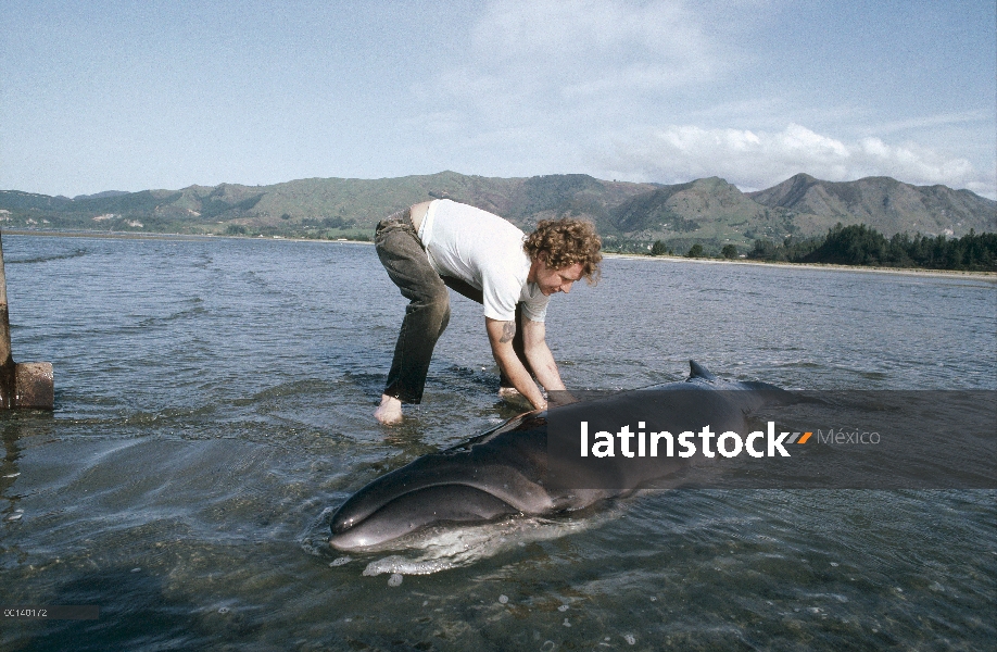 Ballena franca pigmea (Caperea marginata) trenzado ballenas rescatadas por voluntarios locales, Gold