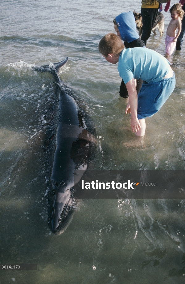 Ballena franca pigmea (Caperea marginata) trenzado ballenas rescatadas por voluntarios locales, Gold