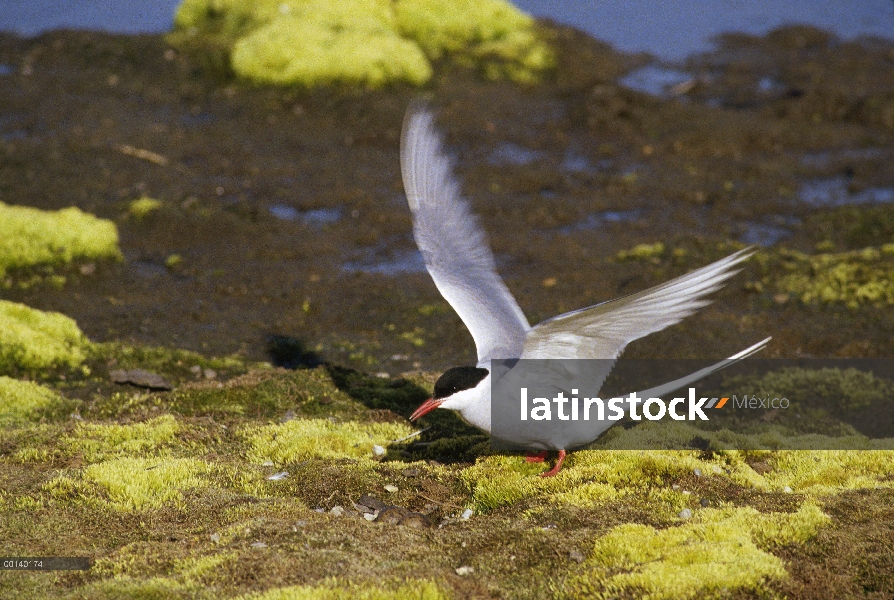 Charrán ártico (Sterna paradisaea) anidando en el pantano de la tundra, Ny-Alesund, Spitsbergen, Sva