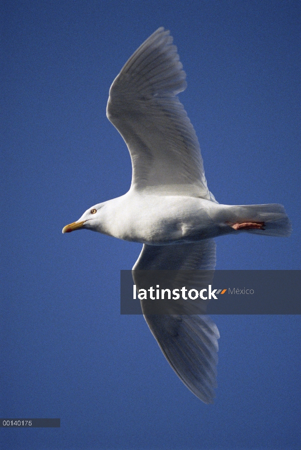 Gaviota hiperbórea (Larus hyperboreus) volando cerca de Isla del oso, Noruega del Ártico