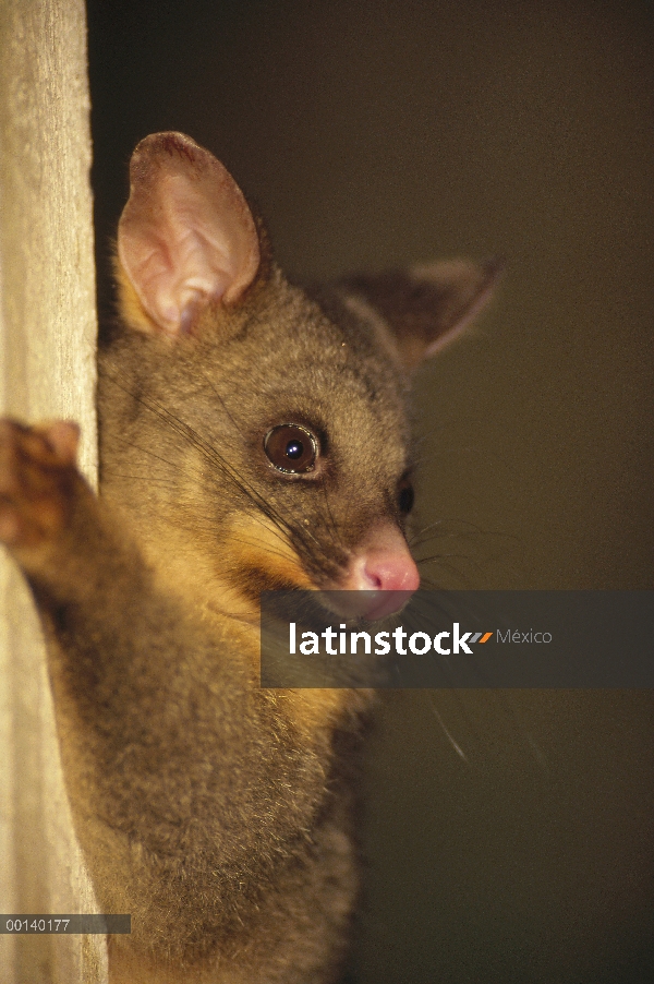 Común Possum de cola de cepillo (Trichosurus vulpecula) introducido para piel es ahora superior plag