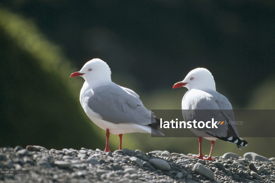 Plata de gaviota (Larus novaehollandiae) par, Costa de Kaikoura, Isla Sur, Nueva Zelanda