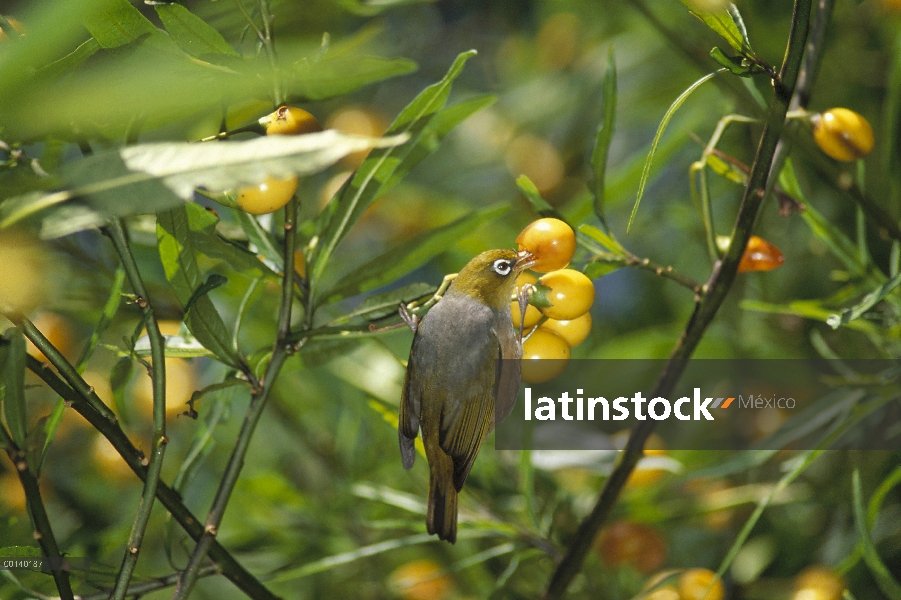 Silvereye (Zosterops lateralis) alimentación de Poroporo (Solanum laciniatum) fruta, Golden Bay, Isl