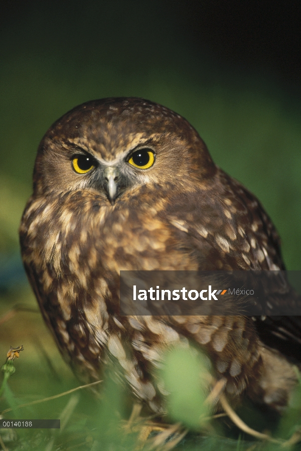 Morepork (novaeseelandiae de Ninox) retrato, Golden Bay, Isla Sur, Nueva Zelanda