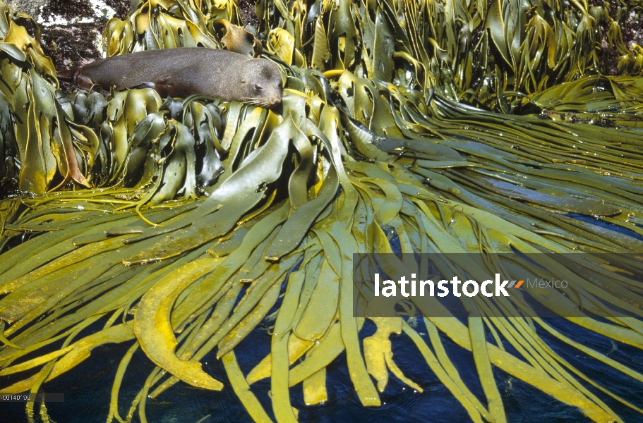 Lobo marino de Nueva Zelandia (forsteri de Arctocephalus) Toro descansa sobre cinta Kelp (Durvillaea