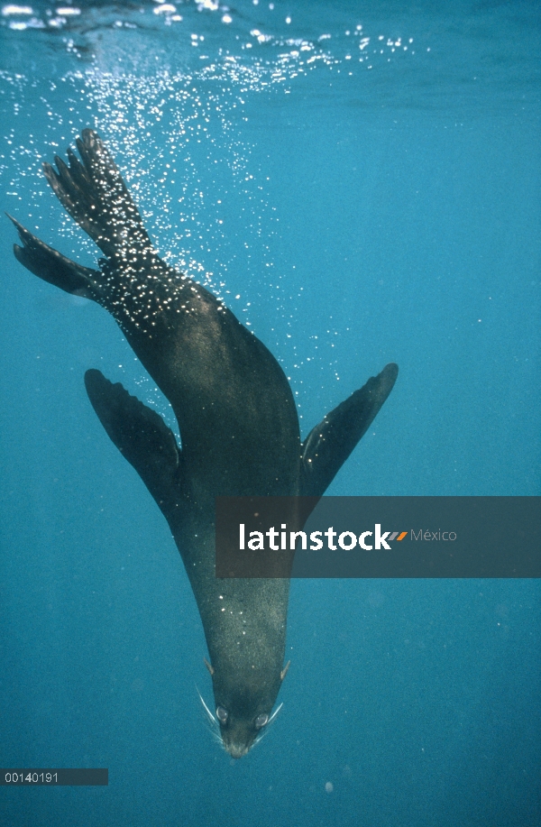 Toro de Galápagos lobo marino (Arctocephalus galapagoensis) buceo, Isla del primo, Islas Galápagos, 