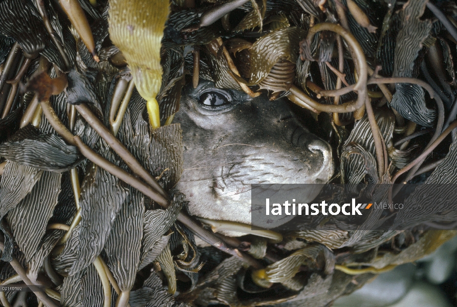 Sello de elefante meridional (leonina de Mirounga) cachorro descansando en kelp, isla de León de mar