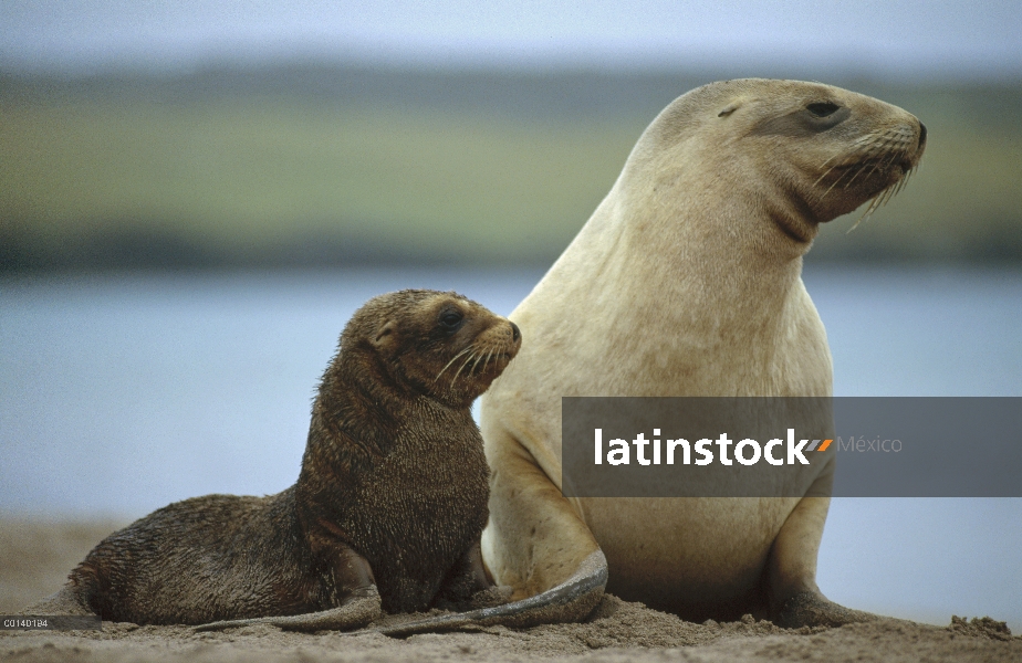 De lobos (Hookeri de Phocarctos) madre y cachorro, isla de Auckland, Nueva Zelanda