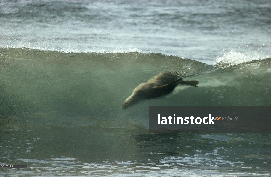 León marino de Galápagos (Zalophus wollebaeki) surf de cuerpo rompiendo olas, Isla Seymour, Islas Ga