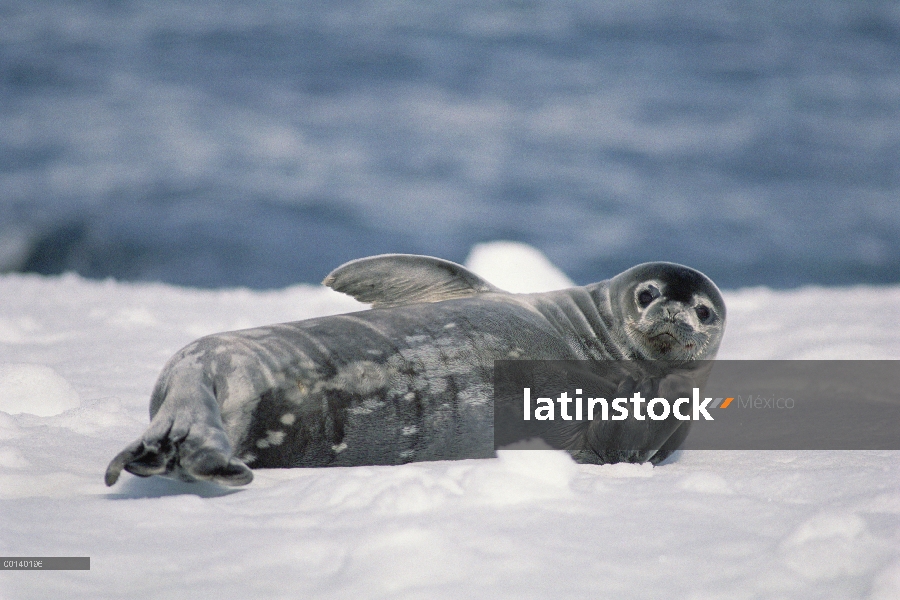 Sello de Weddell (Leptonychotes weddellii) cachorro, media luna isla, Islas de Shetland del sur, Ant