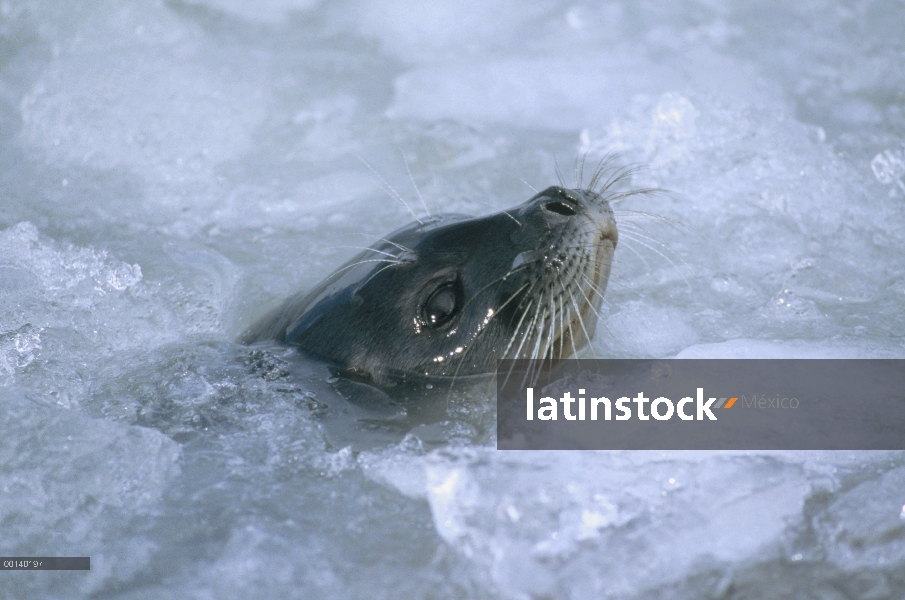 Sello anillado (hispida de Phoca) superficie en hielo descarado, Svalbard, ártico noruego