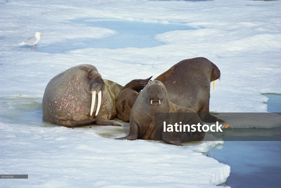 Toros de licenciatura del Walrus Atlántico (rosmarus del rosmarus de Odobenus) en témpano de hielo, 