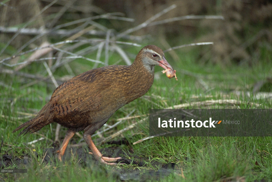 Weka (Gallirallus australis) endémica carril transporte pájaro pequeño de padres que alimentan a sus