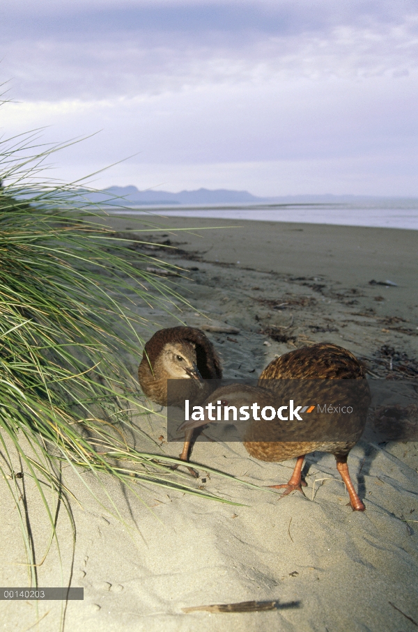 Familia de Weka (Gallirallus australis) alimentándose a lo largo de la playa en el atardecer, Golden