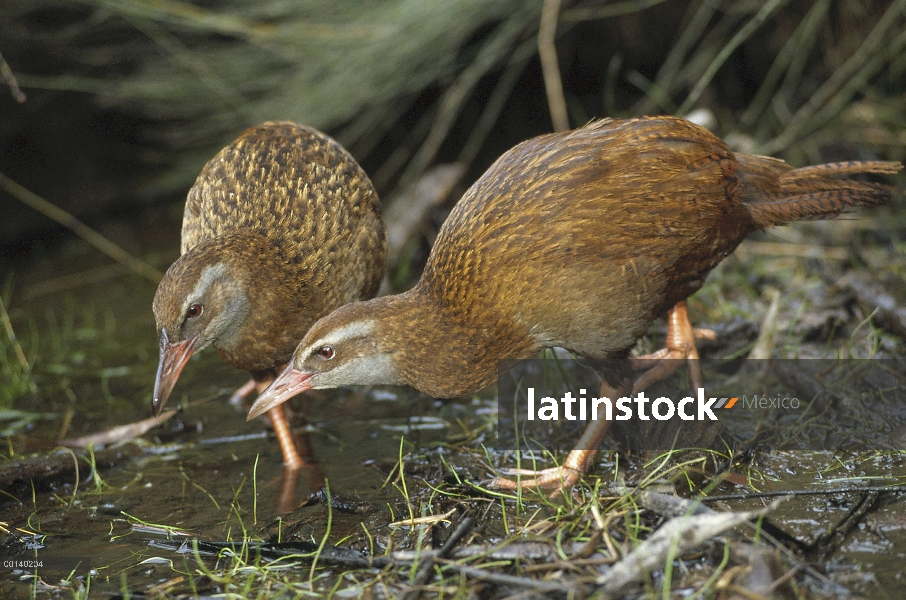 Par de carril no voladoras endémicas Weka (Gallirallus australis) alimentándose en marismas costeras