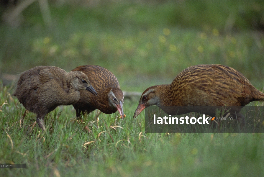 Weka (Gallirallus australis) los padres alimentación chick en marismas costeras, Golden Bay, Isla Su