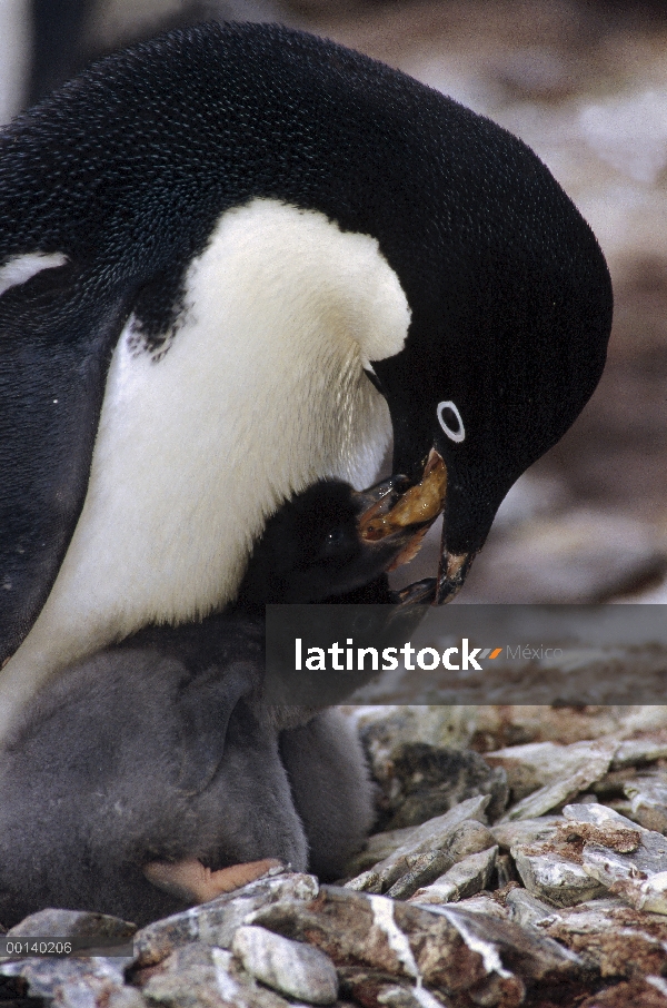 Padre del pingüino de Adelia (Pygoscelis adeliae) alimentación de polluelos, Cala de la ripia, coron