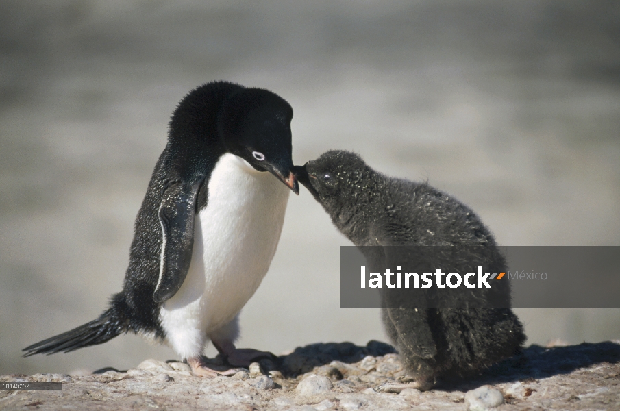 Polluelo de pingüino Adelia (Pygoscelis adeliae) pidiendo comida de padres, Isla Foyn, posesión isla