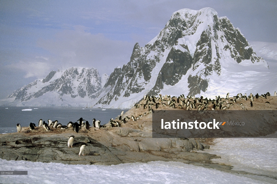 Colonia anidación pingüino de Adelia (Pygoscelis adeliae) en granito afloramiento, Isla Petermann, A