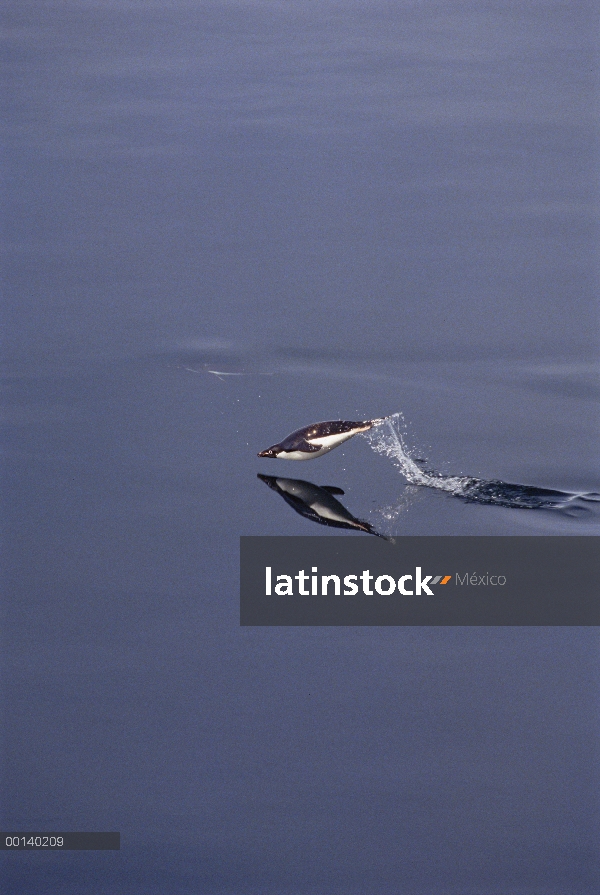 Pingüino de Adelia (Pygoscelis adeliae) porpoising a través del agua, sonido de Antártico, Antártida