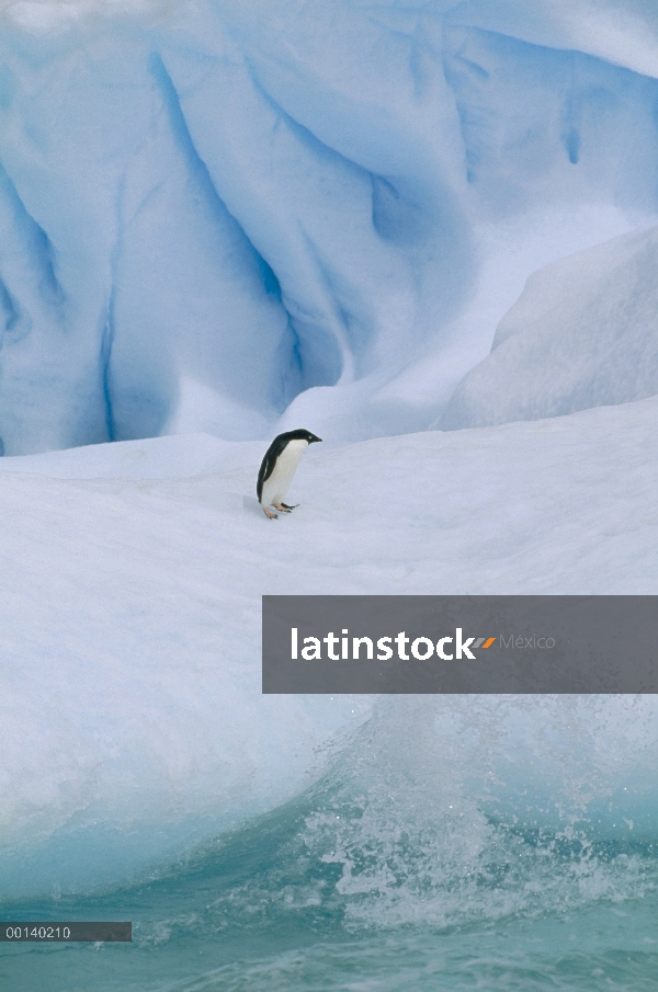 Pingüino de Adelia (Pygoscelis adeliae) en el iceberg, Isla Paulet, mar de Weddell, Antártida