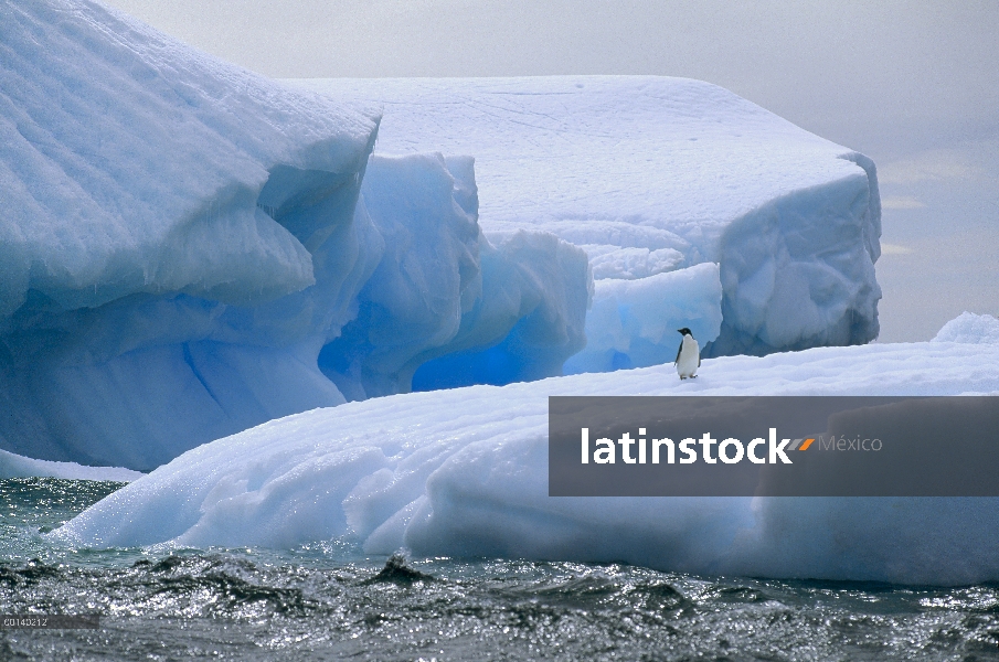 Pingüino de Adelia (Pygoscelis adeliae) en el iceberg, Isla Paulet, mar de Weddell, Antártida