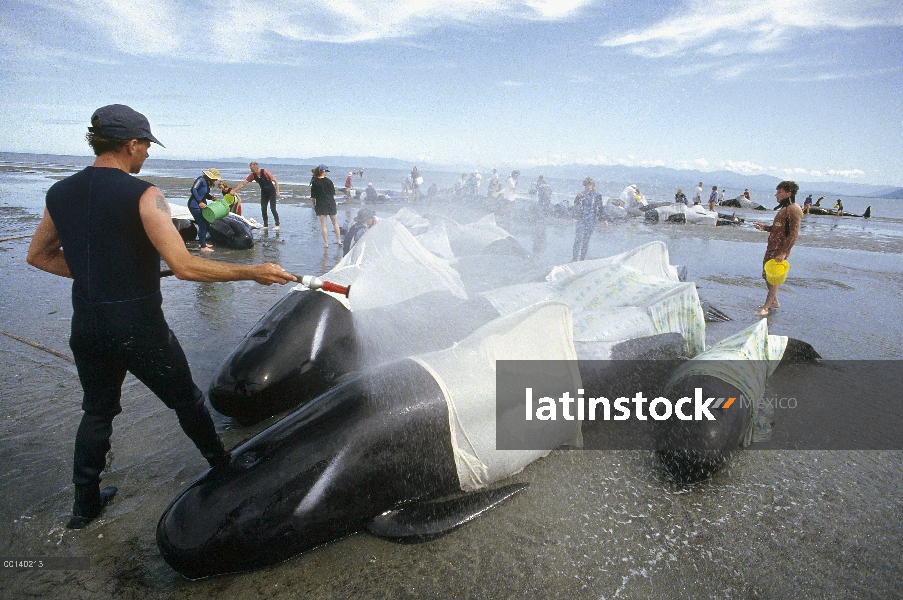 Ballena piloto de aleta larga (Globicephala melas) mantiene fresco con agua de voluntarios hasta alt