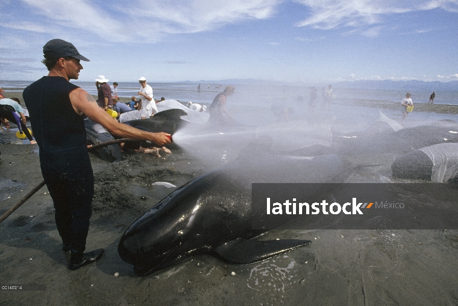 Ballena piloto de aleta larga (Globicephala melas) mantiene fresco con agua de voluntarios hasta alt