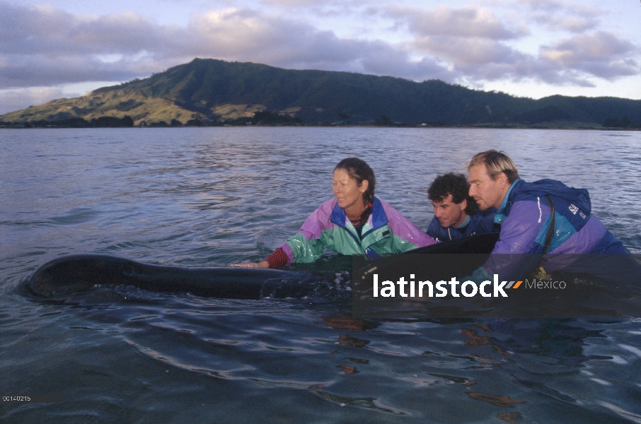 Aleta larga ballena piloto (Globicephala melas) rescatado de la encalladura, Golden Bay, Isla Sur, N