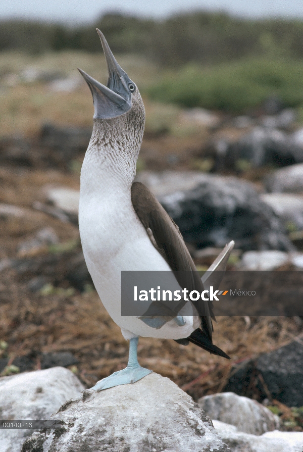 Blue-footed Booby (Sula nebouxii) cortejo danza, Punta Suárez, isla de campana, las Islas Galápagos,