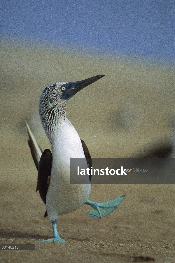 Blue-footed Booby (Sula nebouxii) cortejo danza Lobos De Isla Tierra, Perú