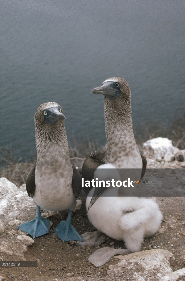 Blue-footed Booby (Sula nebouxii) los padres chick, Daphne isla, Galápagos, Ecuador