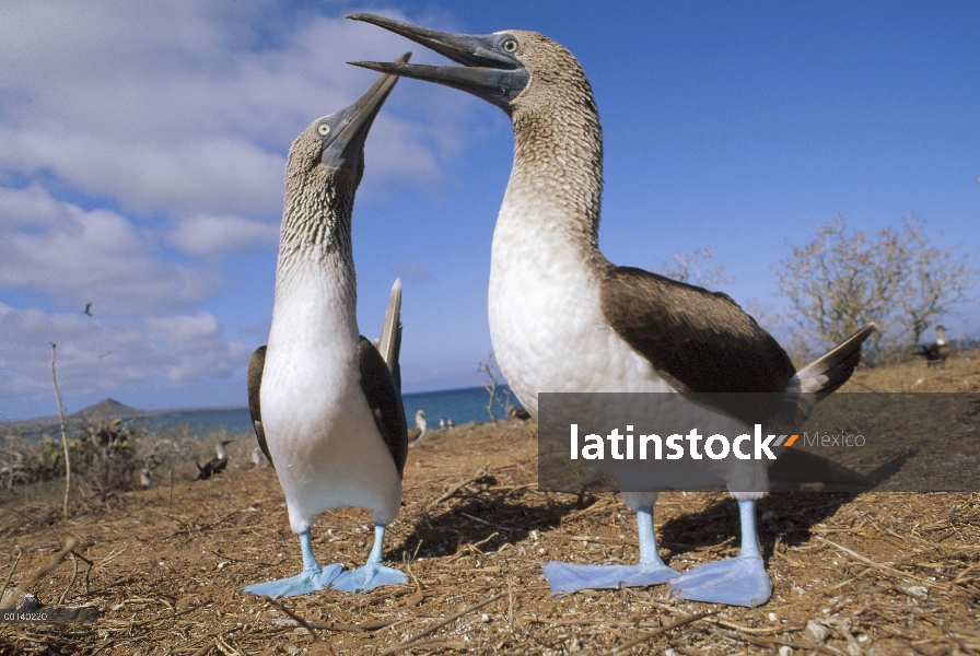 Pareja de piquero (Sula nebouxii) piqueros cortejo durante la estación seca, Eden isla, Galápagos, E