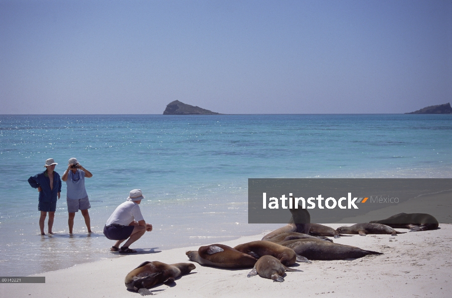 León marino de Galápagos (Zalophus wollebaeki) grupo fotografiado por los turistas, Bahía Gardner, i