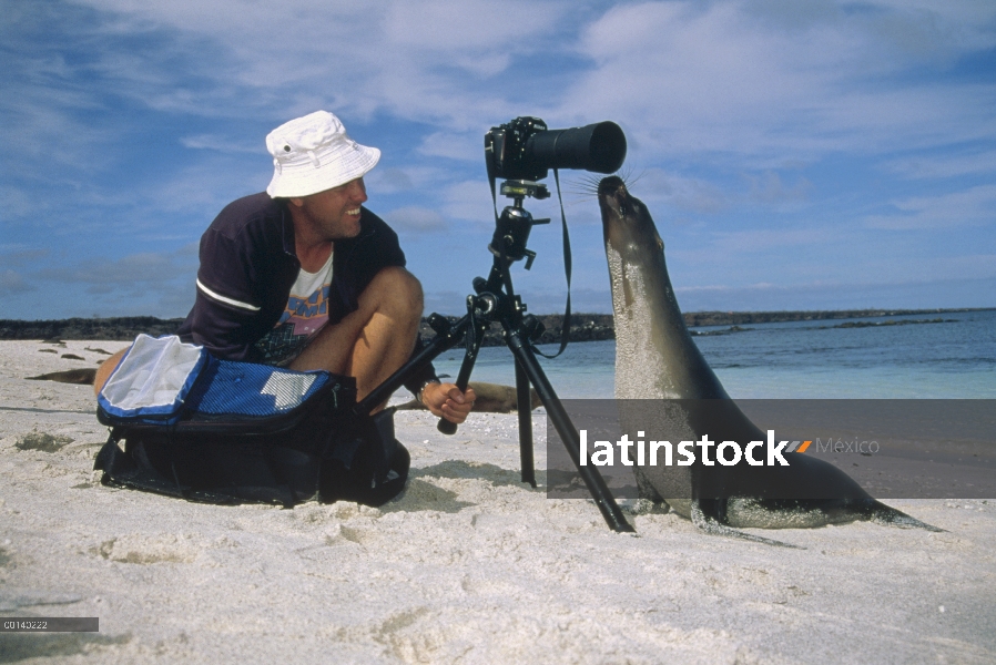 León marino de Galápagos (Zalophus wollebaeki) salida turística, Isla Mosquera, Galapagos Islands, E