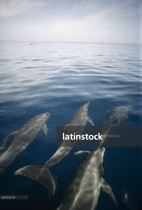 Grupo de delfines (Tursiops truncatus) mular superficie, Isla Isabel, Islas Galápagos, Ecuador
