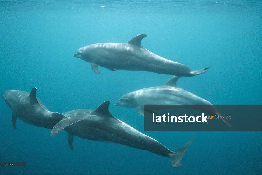 Bajo el agua, grupo de tonina Delfín (Tursiops truncatus) Roca Redonda, Islas Galápagos, Ecuador